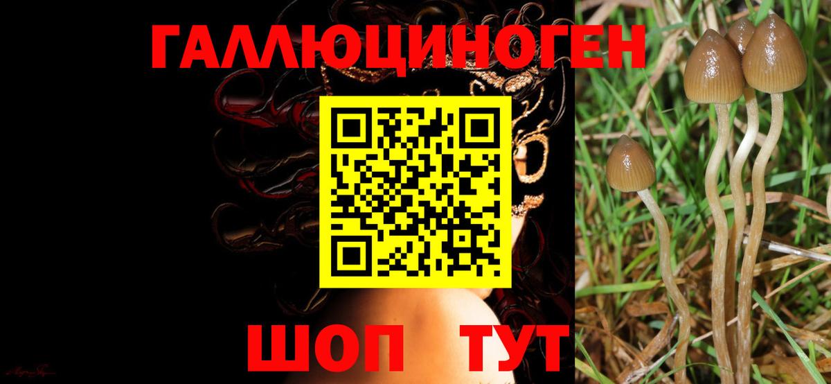 Галлюциногенные грибы Psilocybe  Псилоцибиновые грибы MAGIC MUSHROOMS  что такое   Кинель  Вход с VPN 
